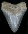 Grey, Serrated Megalodon Tooth #21967-1